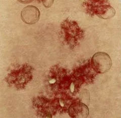 �ۉm�����������ֲ�����